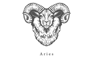 Alt du skal vide om vædderen