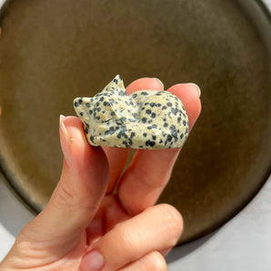 Dalmatiner jaspis kat