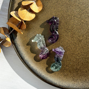 Regnbue fluorit søhest