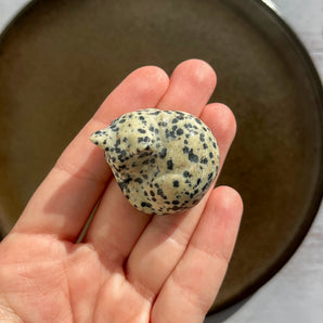 Dalmatiner jaspis kat