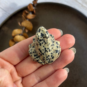 Dalmatiner jaspis frø