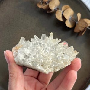 Krysantemum kvarts klynge (nr. 1)